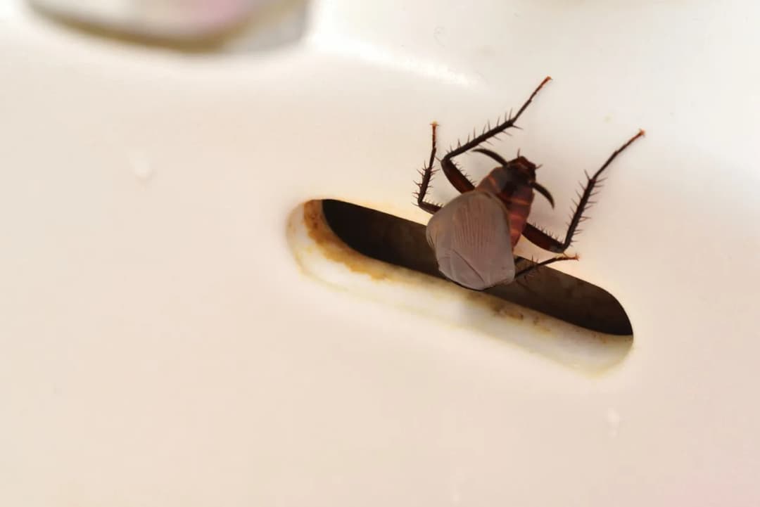 Skuteczne sposoby na pozbycie się robaków w łazience - 5 trików